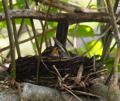 [A nest with only the beak, eye, and tail feather of a robin showing.]